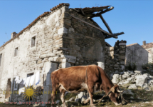 Gabrovica po požigu