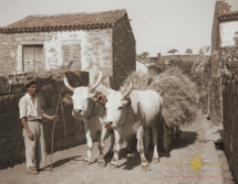 Pomjan