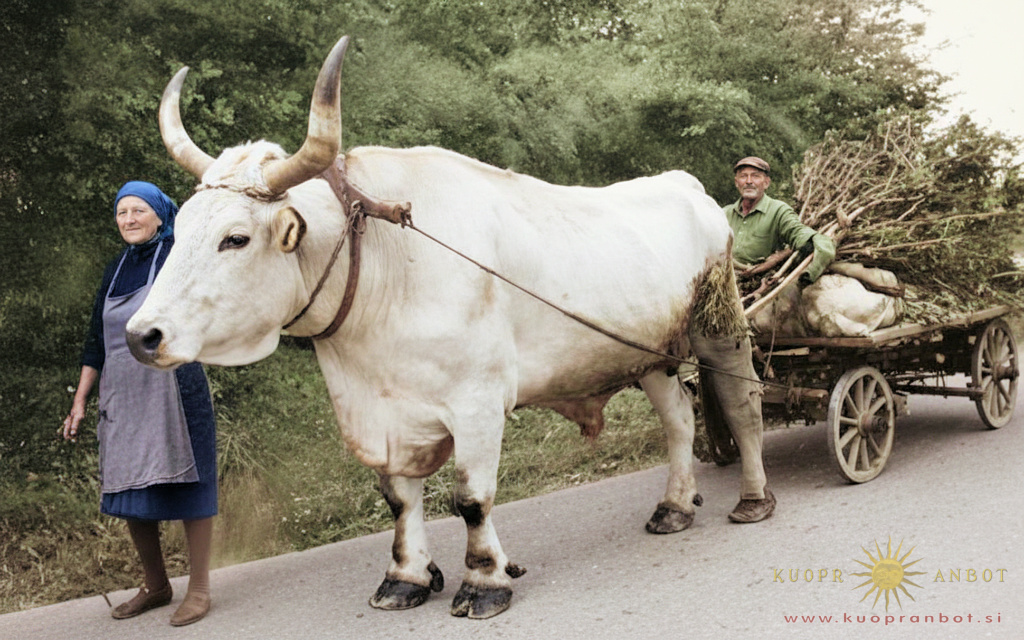 boškarin