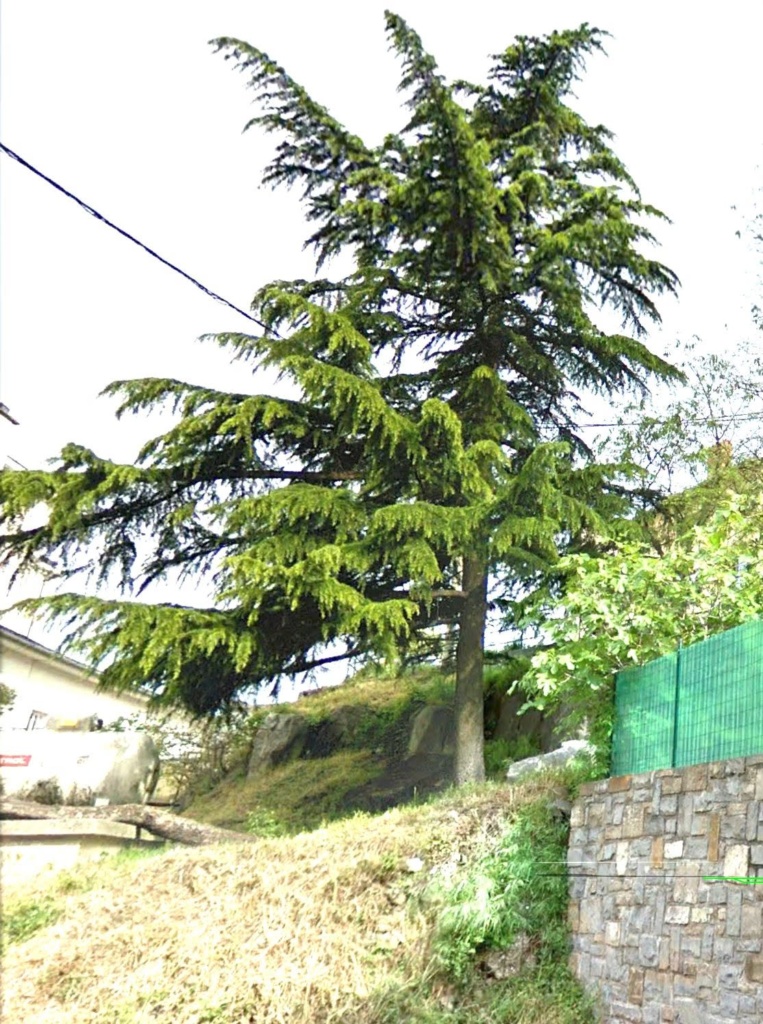 montaron